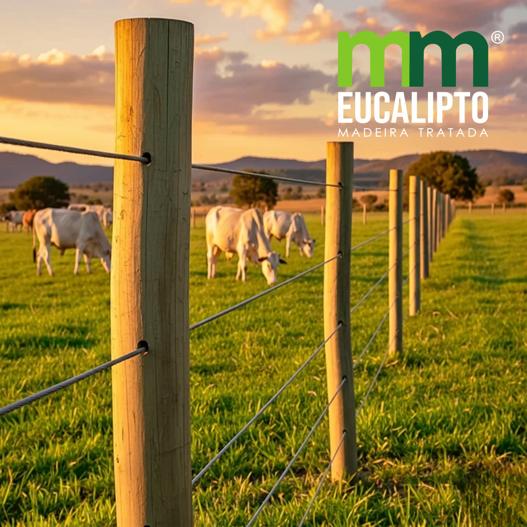Pilha de madeira de eucalipto