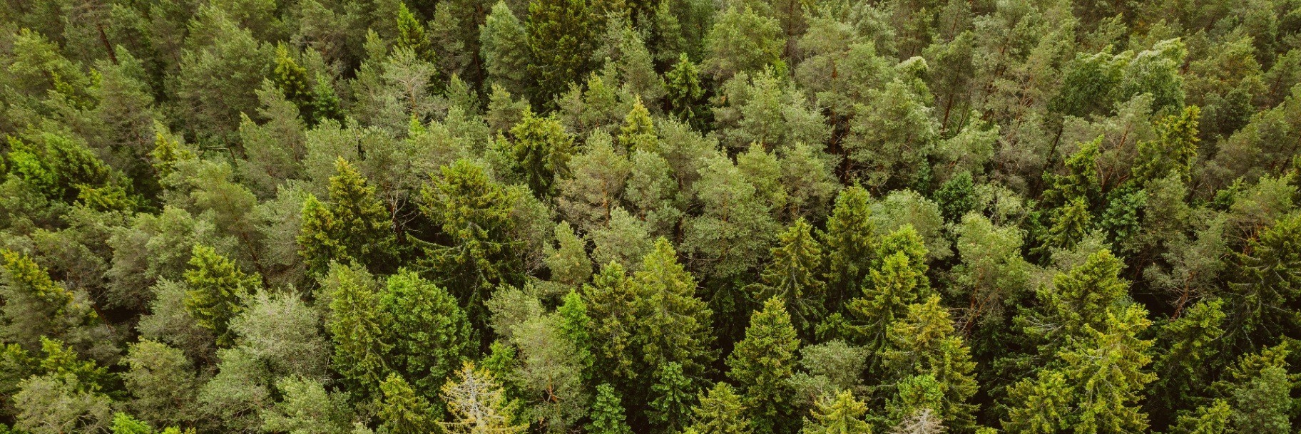 Floresta de eucalipto gerenciada de forma sustentável